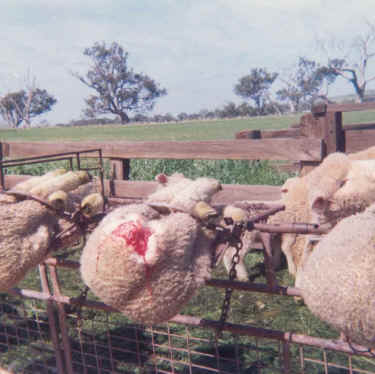 all nations abuse animals