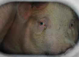 eyes piglet pigs