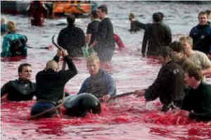 Faeroe, pilot whale, Sea Shepherd, Paul Watson
