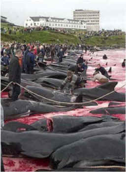 Faeroe, pilot whale, Sea Shepherd, Paul Watson