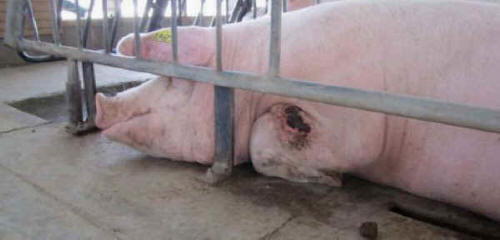 pigs,gestation,injury