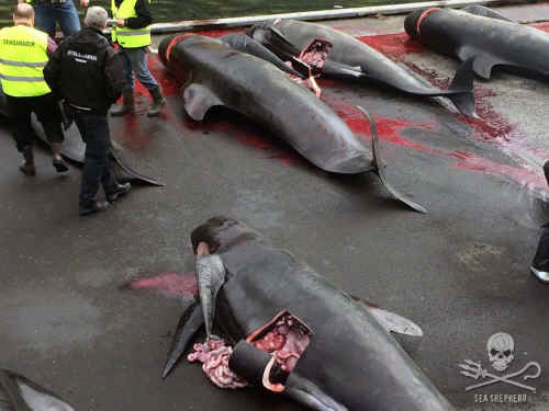 Faroe Island whale slaughter
