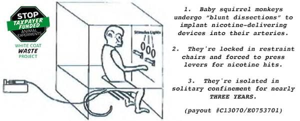 baby-monkey-nicotine tests