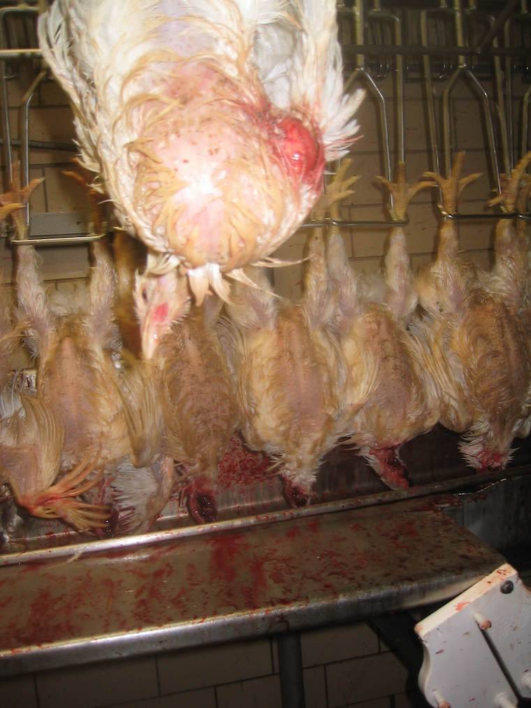 slaughtering hens