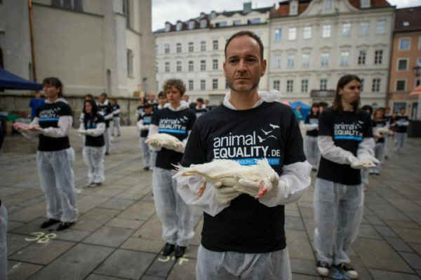 Animal Equality dead bodies