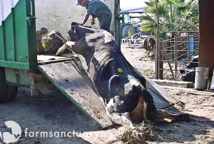 downed dairy cow