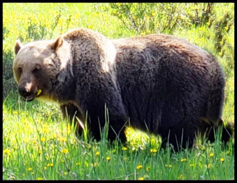 grizzly bear #126