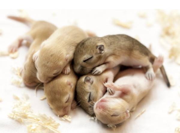 baby lab rats