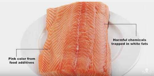 farmed salmon