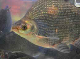 fish sentience
