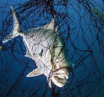 Netted Fish