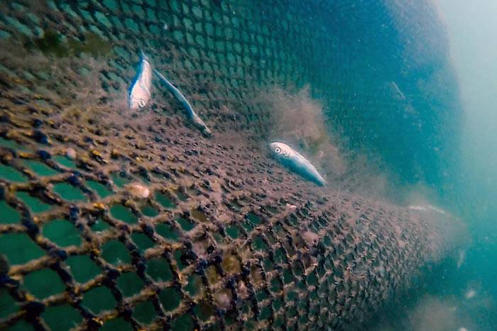 wild herring fisheries