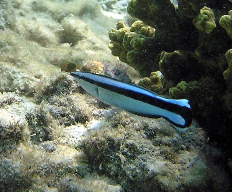 Gewoehnlicher-putzerfisch