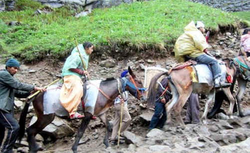 floods Uttarakhand working animals