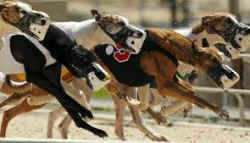 Greyhound dog racing