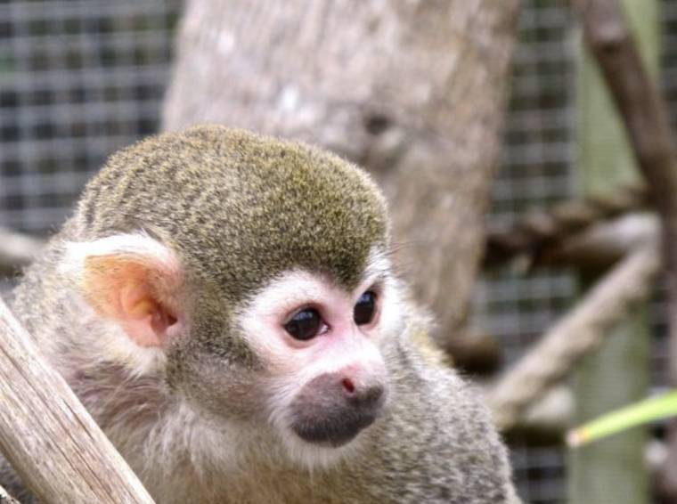 squirrel monkey