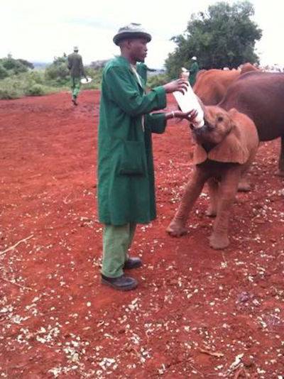 orphaned baby elephant