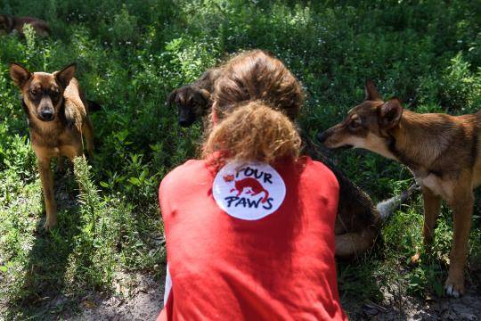 Chernobyl Dogs