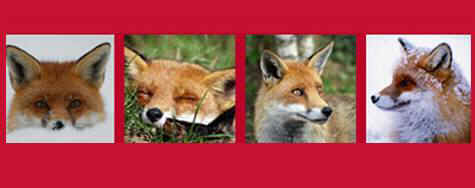 Foxycology - The Truth About Foxes - An Animal Rights Article from  