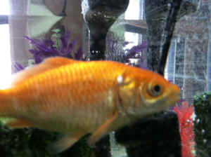 fish lab vivisection