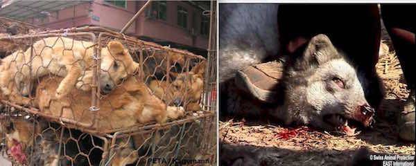 fur cruelty