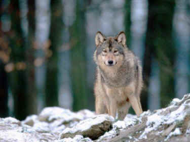 female wolf