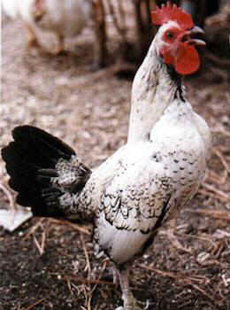 UPC Bantu rooster