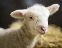 Fanta lamb