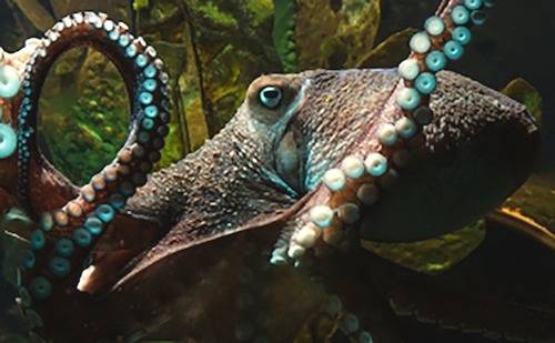inky octopus