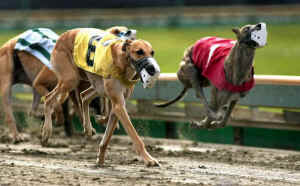 greyhound dog racing