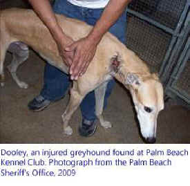 greyhound racing