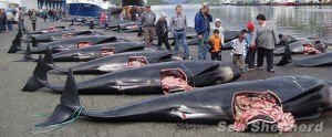 grind whale slaughter