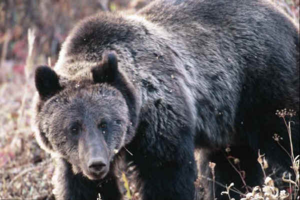 grizzly bear