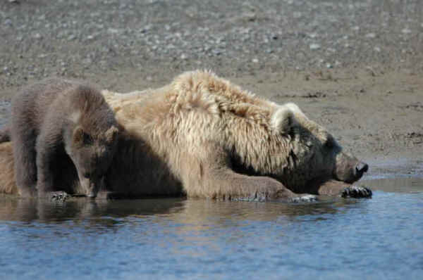 grizzly bears