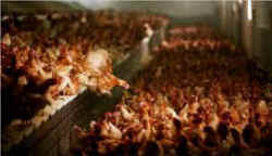 hen, laying hen, battery cage, enriched