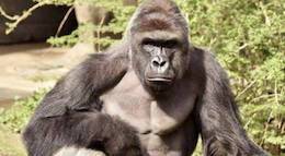 Harambe gorilla