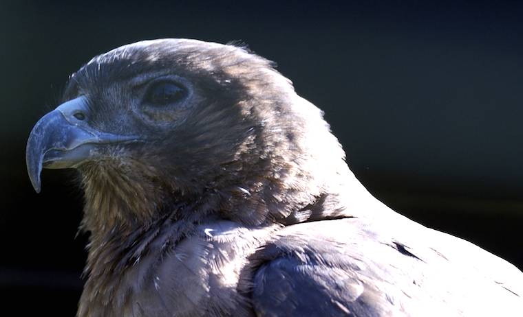 Hawaiian Hawk
