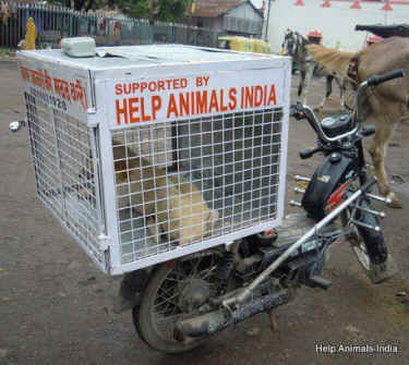 animals India VSPCA