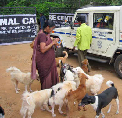 animals india Eileen Weintraub