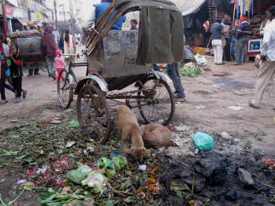 animals india Eileen Weintraub