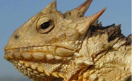 ar-horned