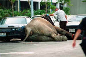 Tyke elephant Jason Hribal