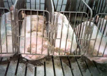 gestation crates pigs