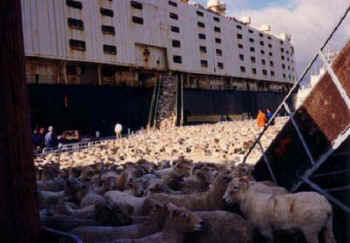 sheep live export