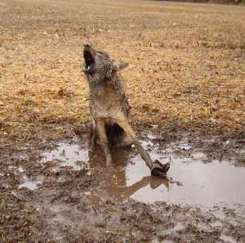trapped coyote