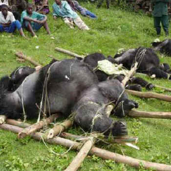 gorilla meat