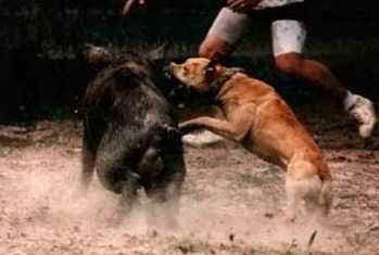 hog-dog fighting
