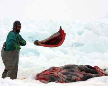 skinned dead baby seals