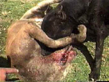 Human Crimes Against Animals, Part 10 - Dog Fighting - An Animal Rights  Article from 