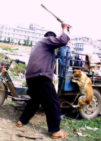 Human Crimes Against Animals, Part 12 - Street Dog Slaughter/Culling - An  Animal Rights Article from 